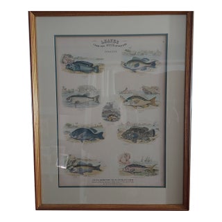 Framed Fish Print Antique "Leaves From the Book of Nature" Leaf No. 3 Pub Dublin 1850 For Sale
