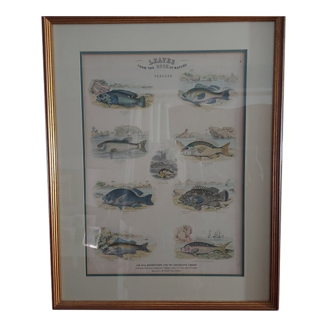 Framed Fish Print Antique "Leaves From the Book of Nature" Leaf No. 3 Pub Dublin 1850 For Sale