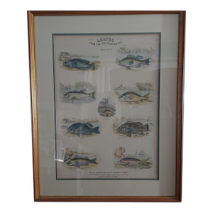 Framed Fish Print Antique "Leaves From the Book of Nature" Leaf No. 3 Pub Dublin 1850