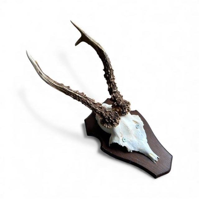 1980s Roe Deer Trophy 25 With Jaw Bone, Black Forest Antlers For Sale In Aspen - Image 6 of 6
