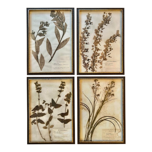 Vintage Emery Whilton Herbarium Botanical Prints - A Set of 4 For Sale