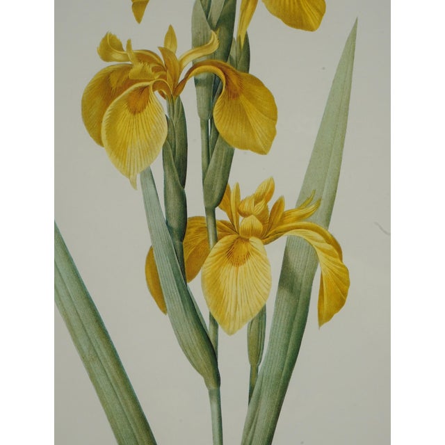 Set of 3 Floral Engraving Prints For Sale In Philadelphia - Image 6 of 12