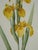 Set of 3 Floral Engraving Prints For Sale In Philadelphia - Image 6 of 12