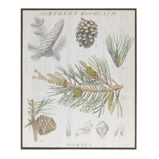 Bring a touch of nature into your holiday home with this charming Framed Pine Encyclopedia Print. Measuring 15.5" tall,...