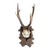 Roe Deer Trophy 146 Black Forest Antlers For Sale