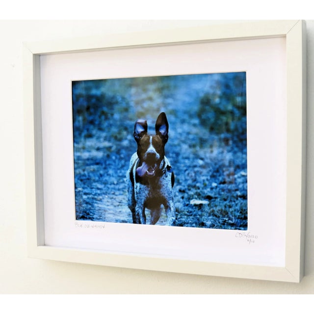 Blue, Dog in Motion. Brilliant blue using an enhanced digital filter adds a unique dimension to this photo framed and...