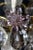 19th Century Crystal Chandelier For Sale - Image 5 of 12