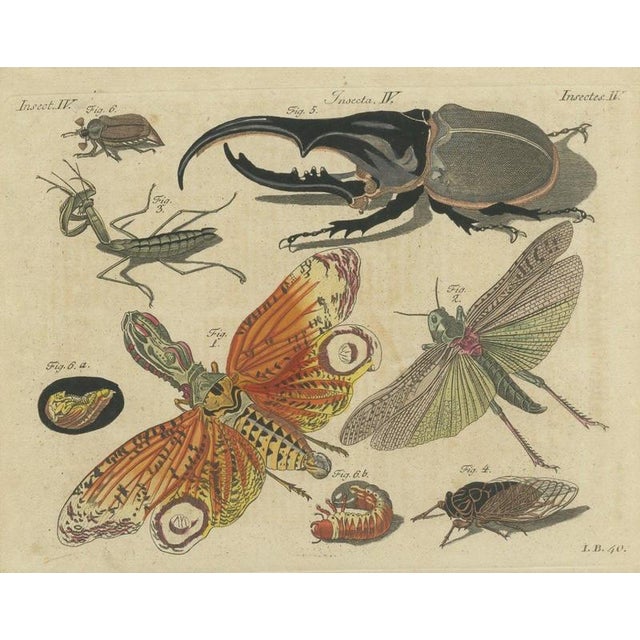 Bertuch, Hercules Beetle and Lantern Fly, 1805, Print For Sale - Image 12 of 12