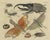 Bertuch, Hercules Beetle and Lantern Fly, 1805, Print For Sale - Image 12 of 12