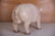 Pink Vintage Large Butcher's Pig Shop Display, Former Czechoslovakia, 1980s For Sale - Image 8 of 12