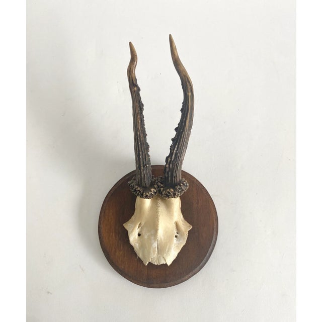 Vintage Black Forest roe deer antlers sourced in Germany mounted on a simple wood plaque. Nice age and patina with history.