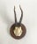 Vintage Black Forest roe deer antlers sourced in Germany mounted on a simple wood plaque. Nice age and patina with history.