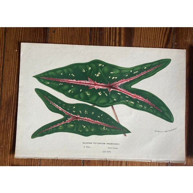 English Charming Set of 7 Authentic 19th Century Color Botanical Prints Unframed For Sale - Image 3 of 9