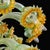 Mod. Sunflower Murano Glass Chandelier, 1970s For Sale - Image 4 of 6