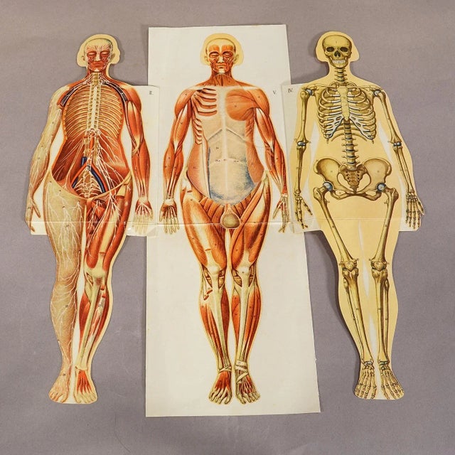 Victorian Antique Foldable Anatomical Brochure Depicting Female Anatomy For Sale - Image 3 of 5