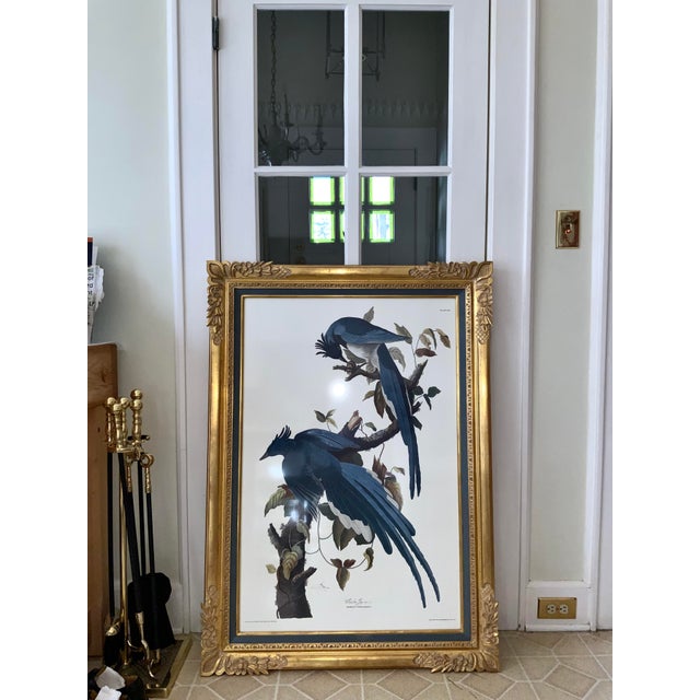 Printmaking Materials Vintage Audubon Columbia Jay Lithograph in Gold Leaf Frame / Double Elephant Folio For Sale - Image 7 of 12