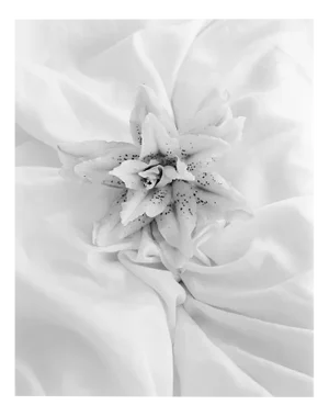 Ugne Pouwell, Lily 24, 2024, Photography