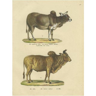 Schinz, Illustration of a Zebu and Horned Zebu, 1824, Hand Colored Print For Sale