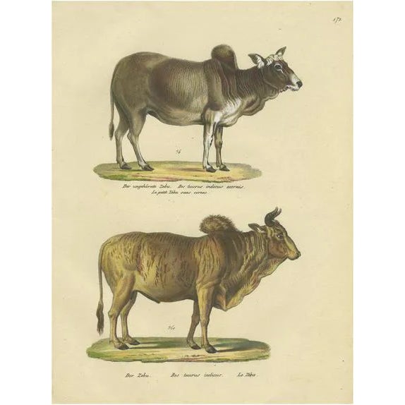 Schinz, Illustration of a Zebu and Horned Zebu, 1824, Hand Colored Print For Sale