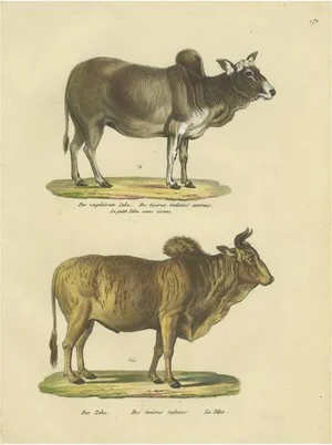 Schinz, Illustration of a Zebu and Horned Zebu, 1824, Hand Colored Print