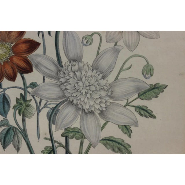 English 19th C. "Dahlias" Color Plate For Sale - Image 3 of 6