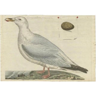 Sepp & Nozeman, European Herring Gull, 1797, Paper For Sale