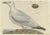 Sepp & Nozeman, European Herring Gull, 1797, Paper For Sale