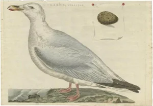 Sepp & Nozeman, European Herring Gull, 1797, Paper