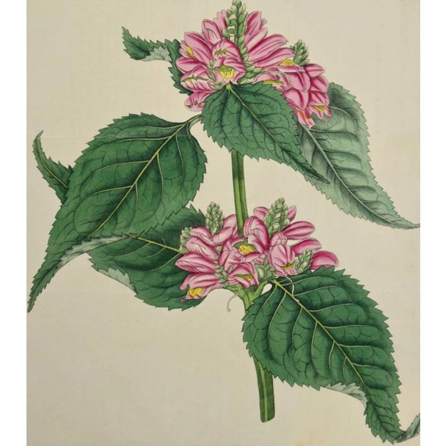 This early 19th century hand-colored double fold-out botanical engraving is entitled "Chelone Major" (Flowering Lyons'...
