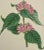 This early 19th century hand-colored double fold-out botanical engraving is entitled "Chelone Major" (Flowering Lyons'...