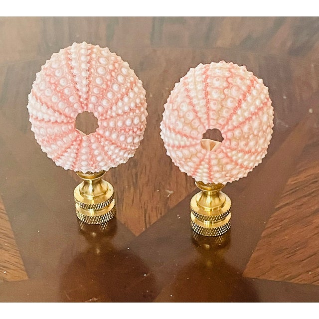 Natures beauty pair of Pink Urchins on a brass Bases.