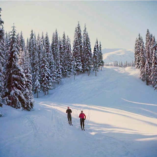 Skiers In The Woods by Toni Frissell Cross-country skiers make their way through a wood, Klosters, Switzerland, 1951....