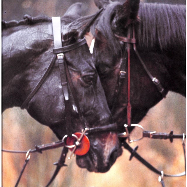 "Horses, Hounds And... The Fox?" 2001 Beta, Mauro For Sale - Image 12 of 14