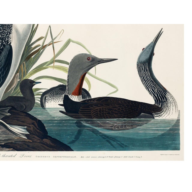 Black Red-Throated Diver, Vintage Art Print Reproduction From Birds of America by John James Audubon, 32" X 24" For Sale - Image 8 of 8