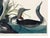 Black Red-Throated Diver, Vintage Art Print Reproduction From Birds of America by John James Audubon, 32" X 24" For Sale - Image 8 of 8