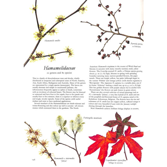 Traditional "Flowers of the World" Book 1972 Perry, Frances, Greenwood, Leslie [Illustrated By] For Sale - Image 3 of 9