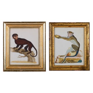 18th Century Antique Monkey Watercolor Paintings - A Pair For Sale