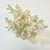 Coastal Boho Chic Natural Ivory White-Dove Grey Branch Coral Specimen. For Sale - Image 9 of 12