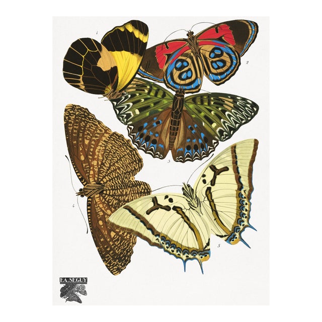Butterflies, Plate 12 (E. A. Séguy), Vintage Art Print Reproduction, 18" × 24" For Sale