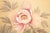 "White Peacock & Peony" by Ryumin, Large Vintage Japanese Painted Silk Byobu Screen For Sale - Image 4 of 18