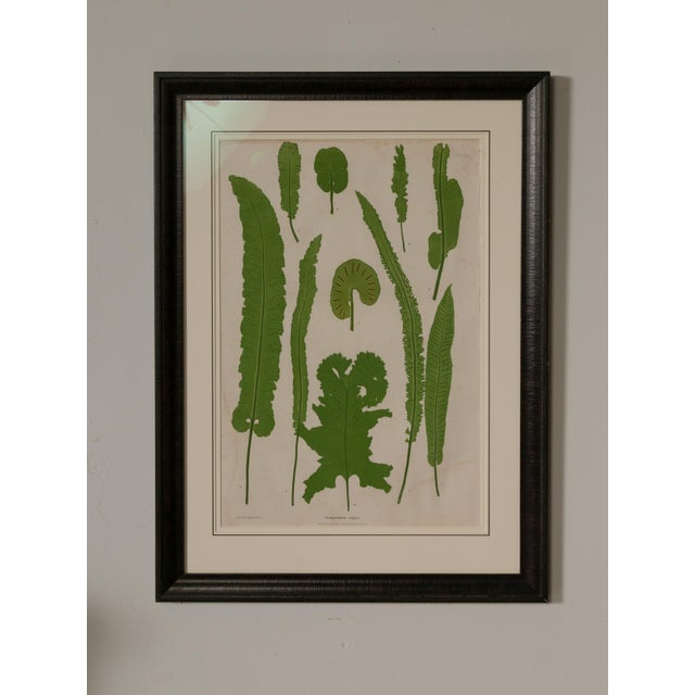 Set of Four 19th Century English Victorian Nature Printed Ferns in Black Frames For Sale - Image 4 of 12