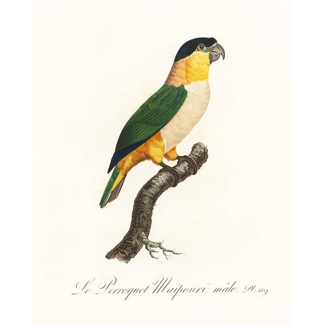 Reproduction Antique 1805 Antique French Parrot Prints - Set of 8 For Sale - Image 9 of 11