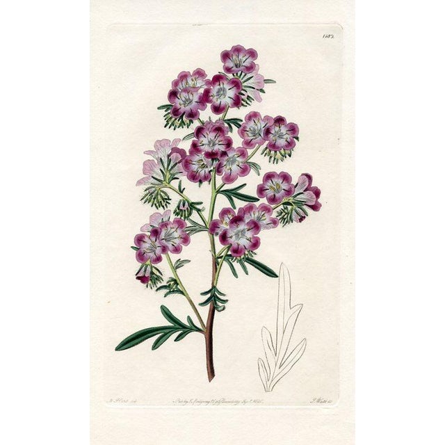 Original early-1800s hand colored engraving that appeared in "The Botanical Register", a British horticultural journal...