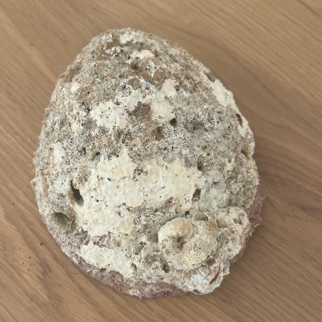 Vintage Fossilized Spondylus Purple Oyster Shell Large 5” X 5.5” Natural Seashell For Sale - Image 4 of 6