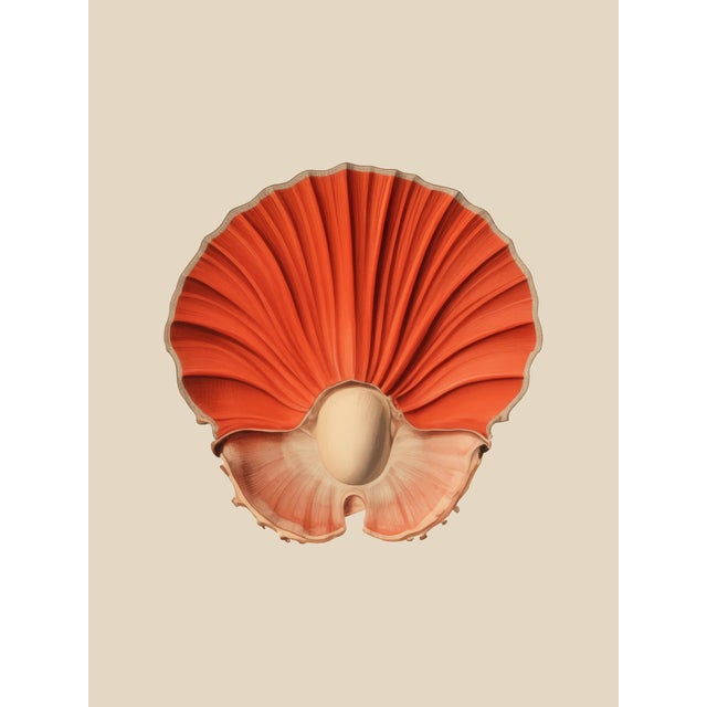 Set of 12 – Sea Forms | Sea Shells Natural History Fine Art Prints | Unframed For Sale - Image 9 of 14
