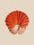 Set of 12 – Sea Forms | Sea Shells Natural History Fine Art Prints | Unframed For Sale - Image 9 of 14
