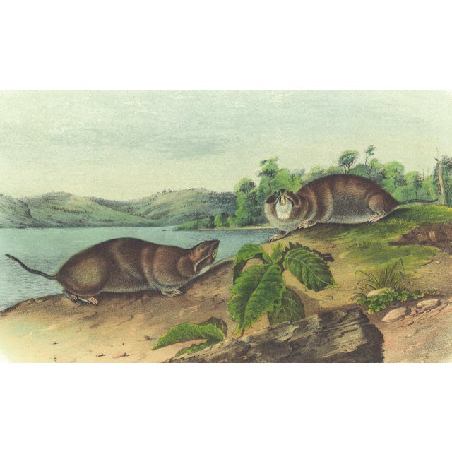 Original first edition Audubon stone lithograph from "The Viviparous Quadrupeds of North America", octavo edition, printed...