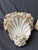 Vintage Coastal Seashell Encrusted Wall Bracket a Pair For Sale - Image 10 of 17