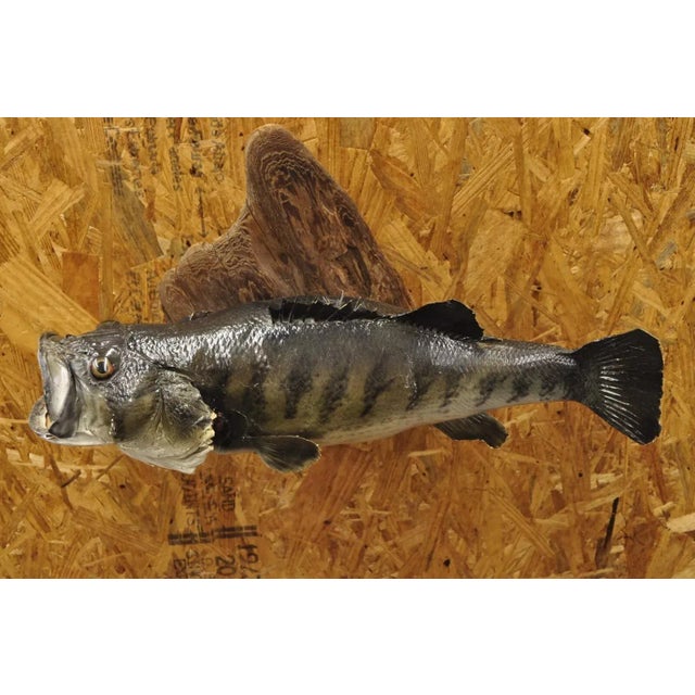 Vintage Largemouth Bass Real Skin Wall Mount Taxidermy Fishing Wall Decor For Sale - Image 12 of 12