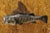 Vintage Largemouth Bass Real Skin Wall Mount Taxidermy Fishing Wall Decor For Sale - Image 12 of 12